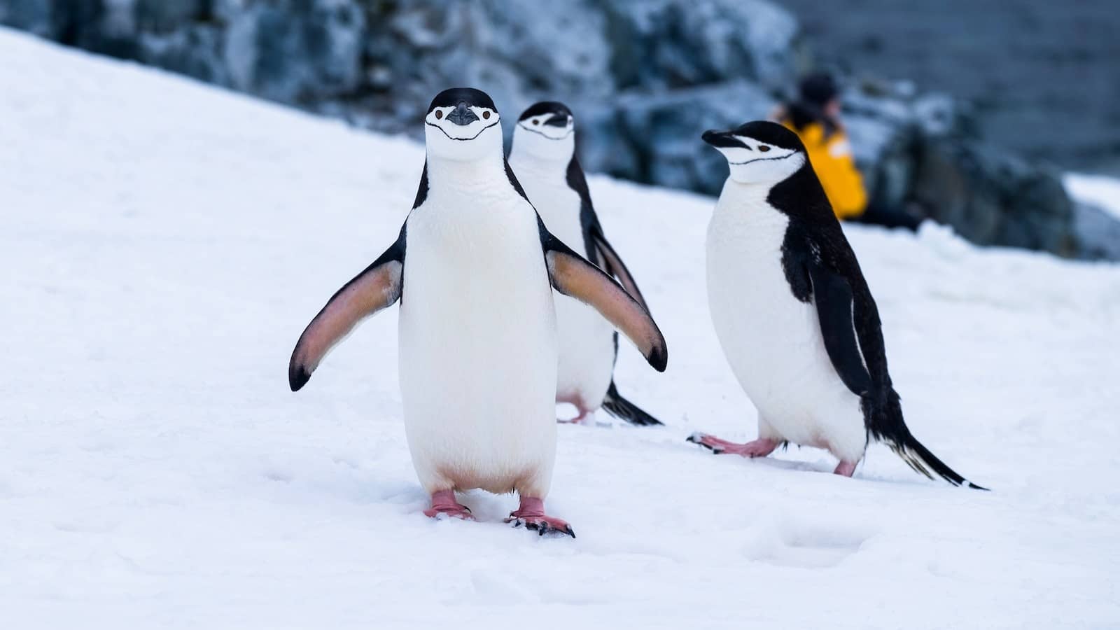 penguins Antarctica